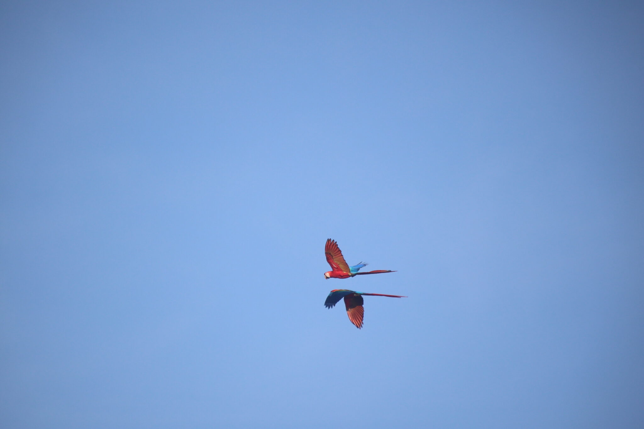 Scarlet Macaws soar through the clear blue sky. | Natural Costa Rica