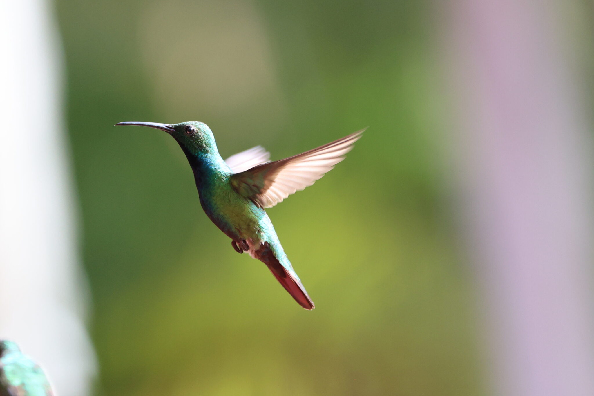 Hummingbird in Flight – A Moment of Grace | Natural Costa Rica