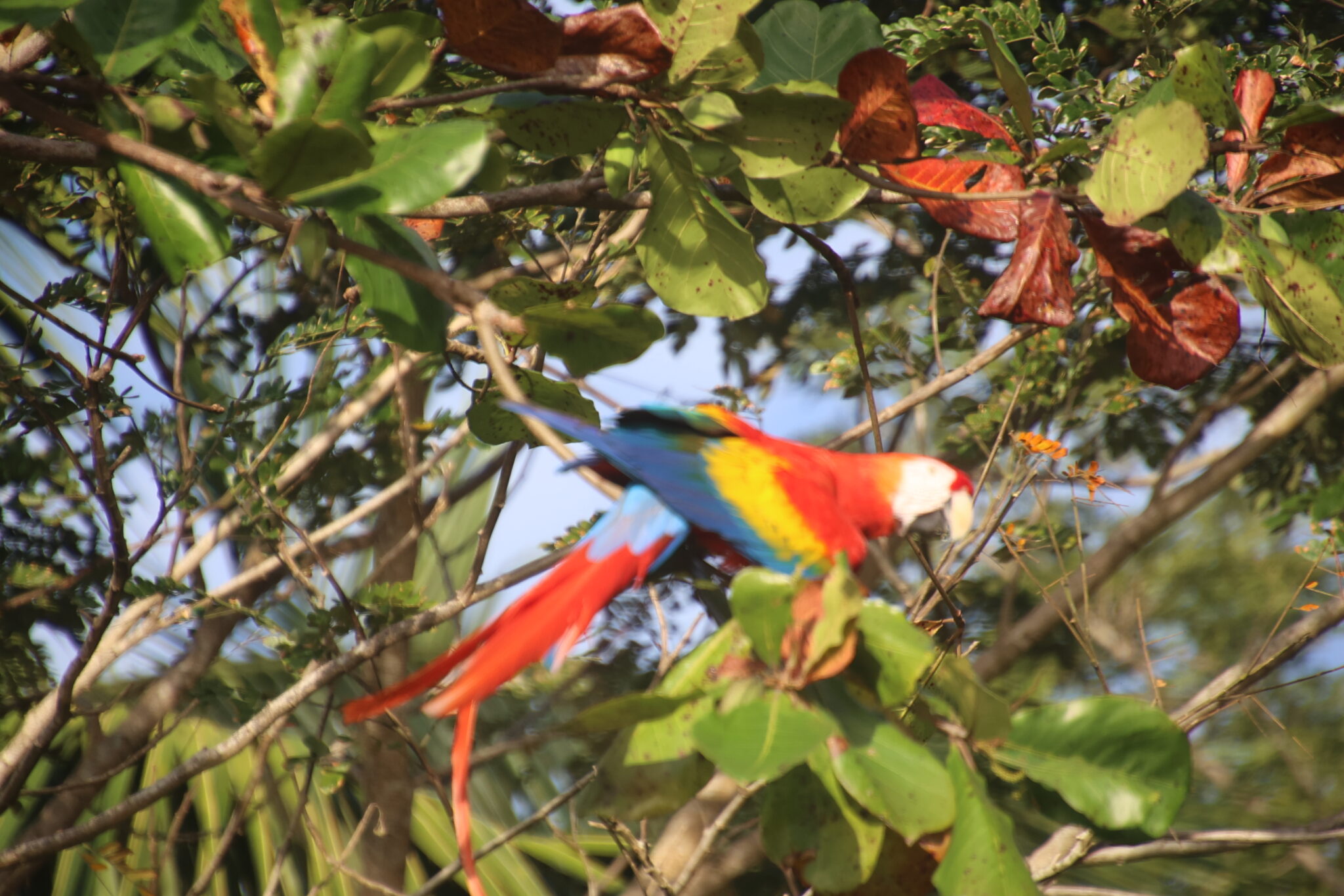 Scarlet Macaw Perched Among the Lush Greenery | Natural Costa Rica