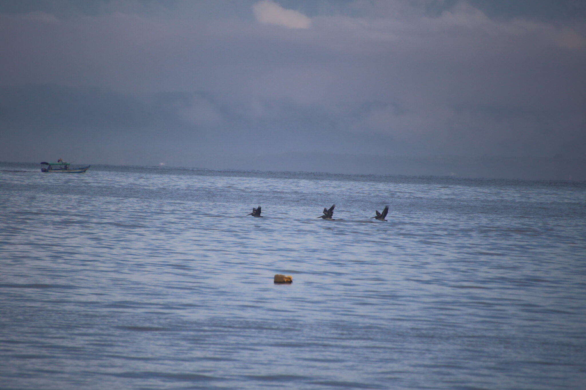 Pelicans fly over the water at dawn | Natural Costa Rica