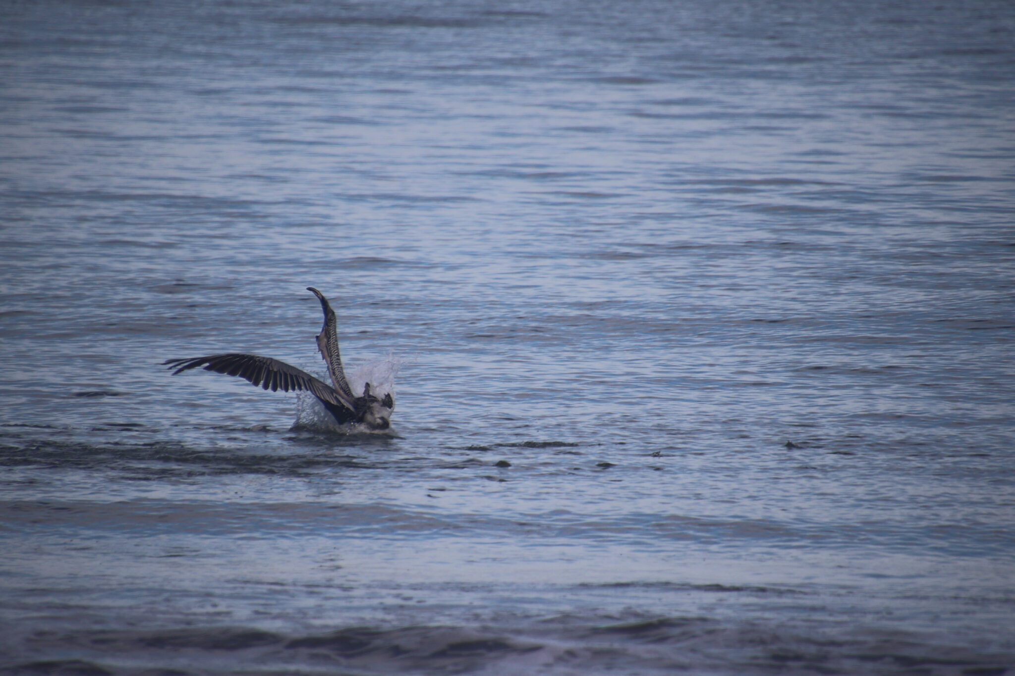 Pelican landing in the ocean water. | Natural Costa Rica