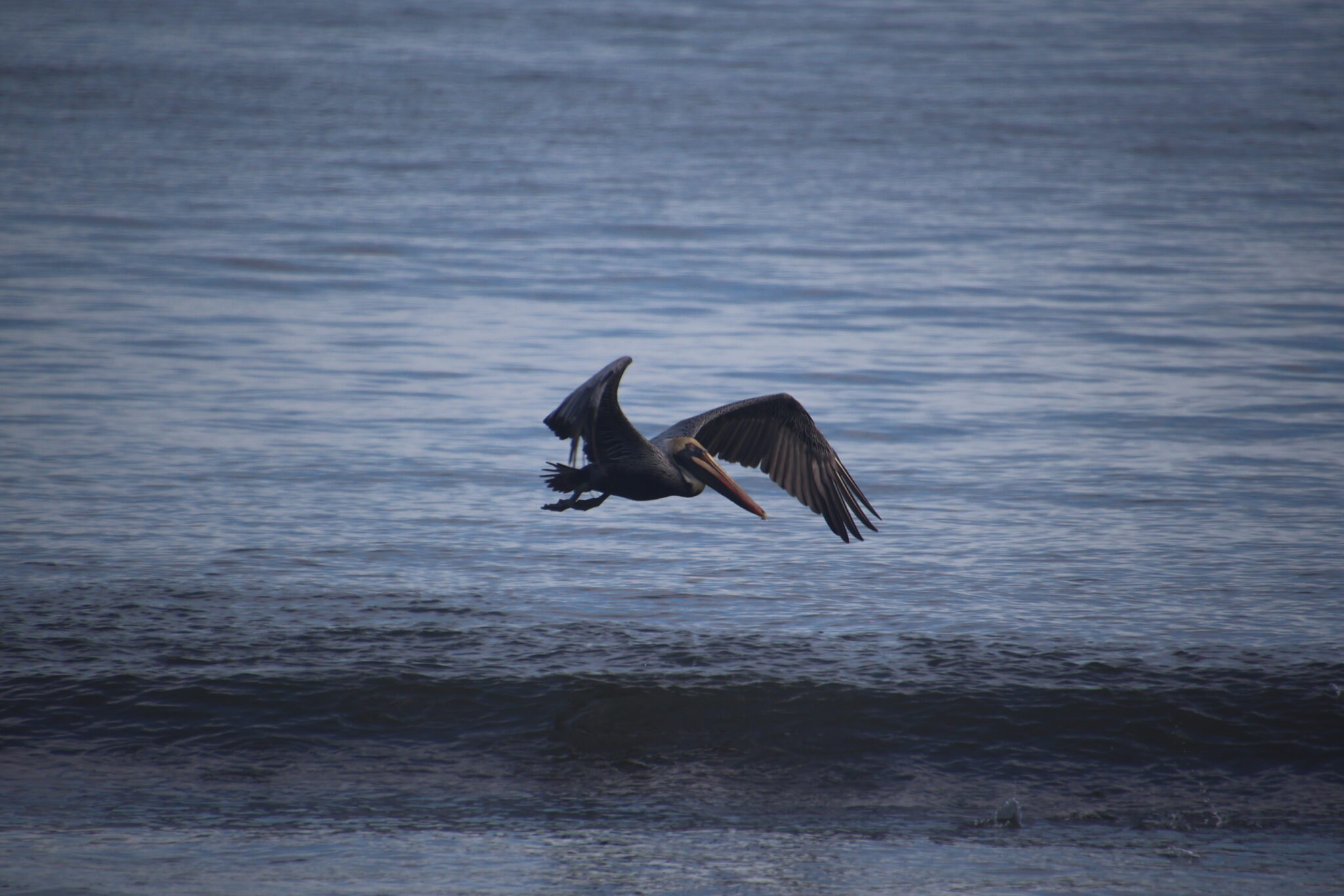 Brown Pelican in Flight Over Water | Natural Costa Rica