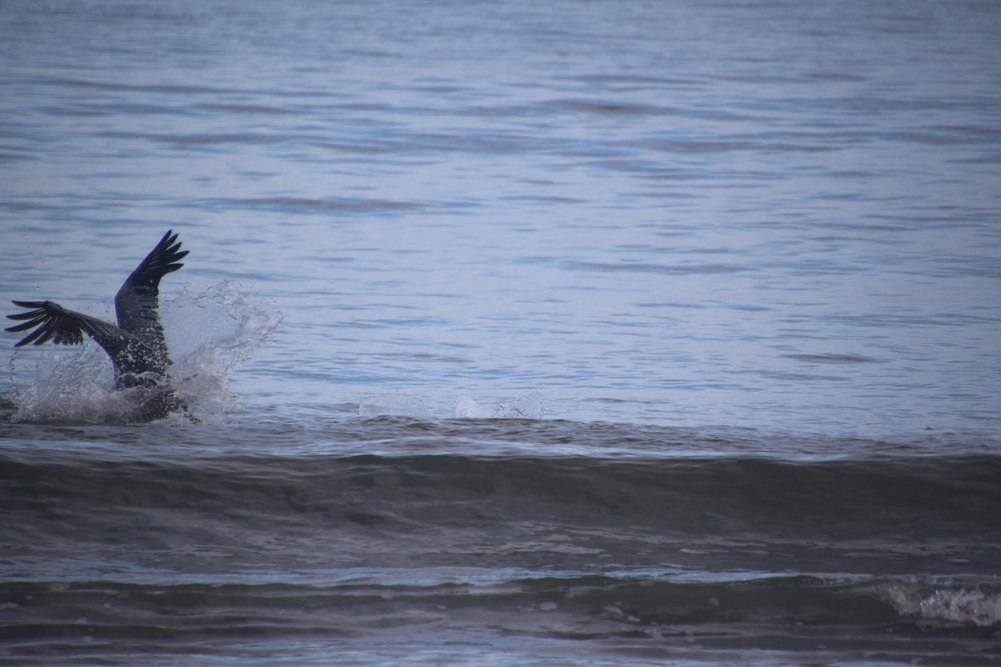 Pelican Diving into the Ocean Waves | Natural Costa Rica