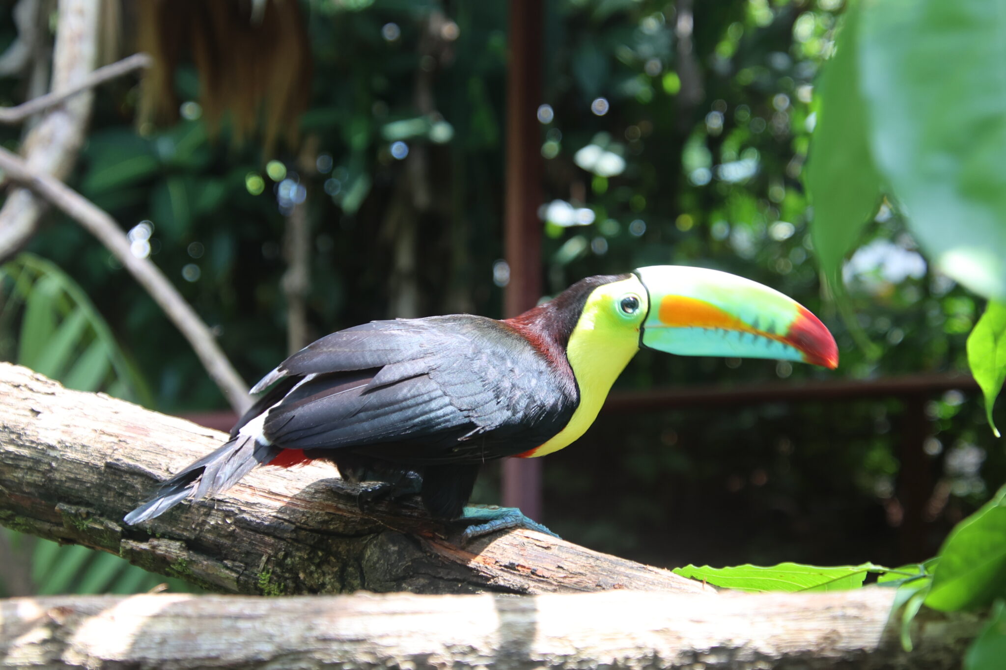 Keel-Billed Toucan on a Branch in Jungle | Natural Costa Rica