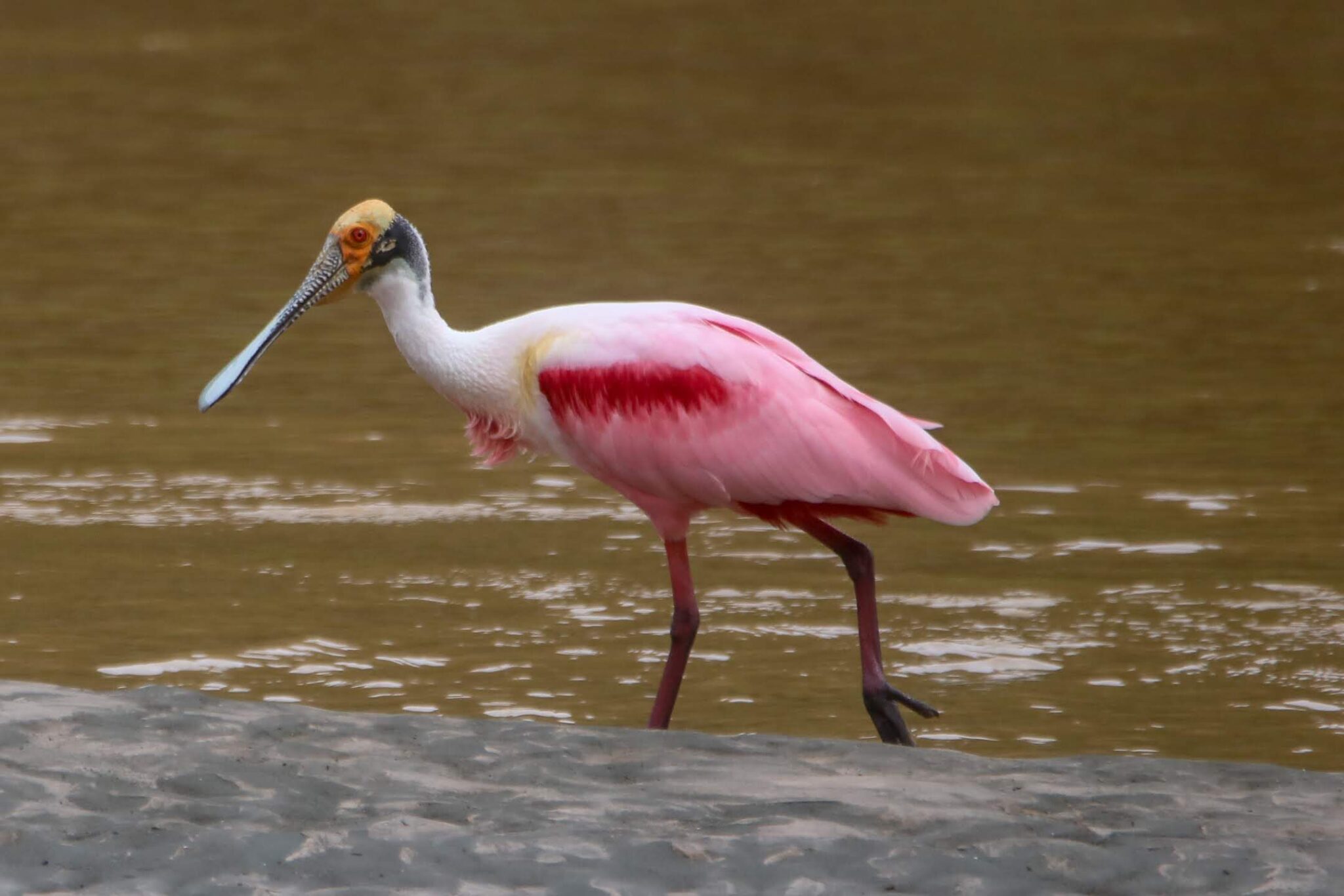 Roseate Spoonbill wading in murky water along the shoreline | Natural Costa Rica