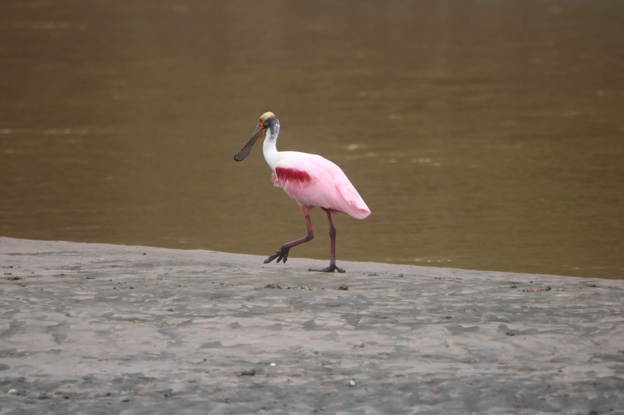 Roseate Spoonbill walking along waters edge in nature | Natural Costa Rica