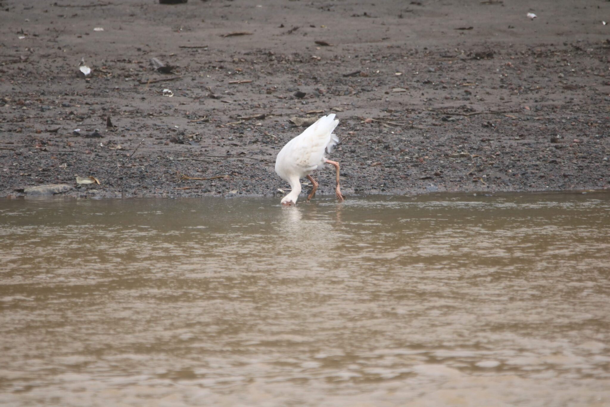 White Ibis Feeding in Murky Water | Natural Costa Rica