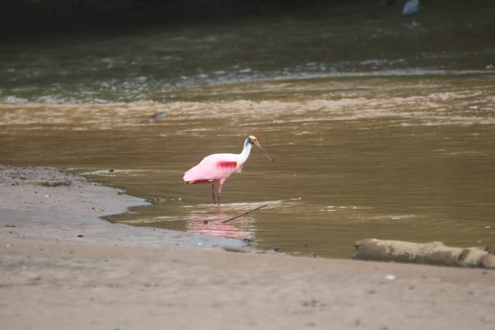 Roseate Spoonbill Wading in Shallow Water | Natural Costa Rica