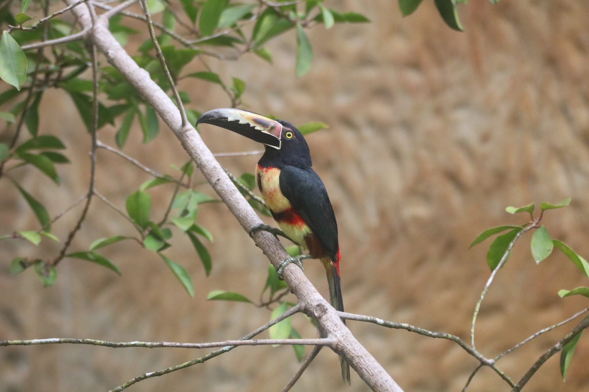 Collared Aracari Toucan Perched on Branch | Natural Costa Rica