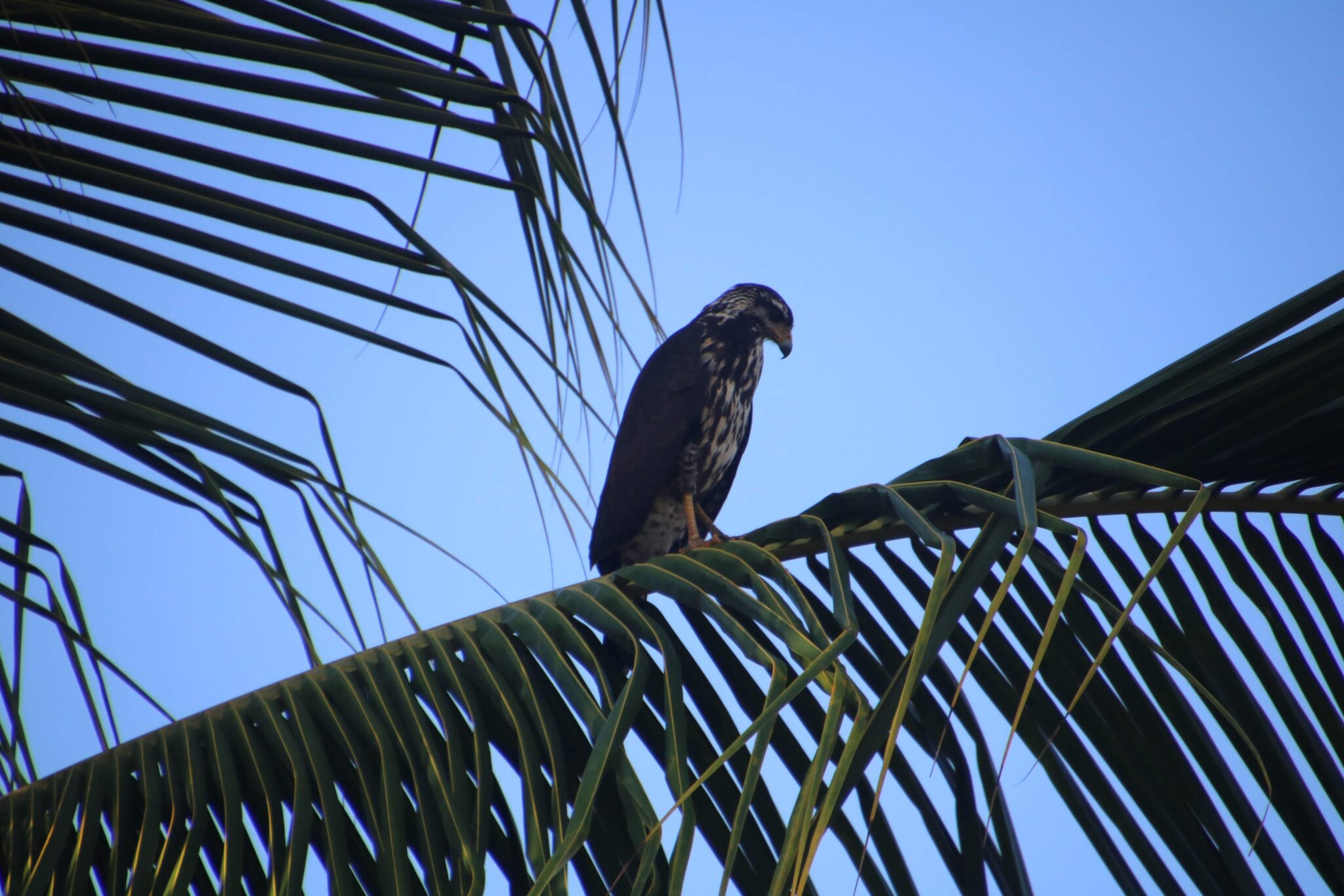 Hawk perched in a palm tree. | Natural Costa Rica