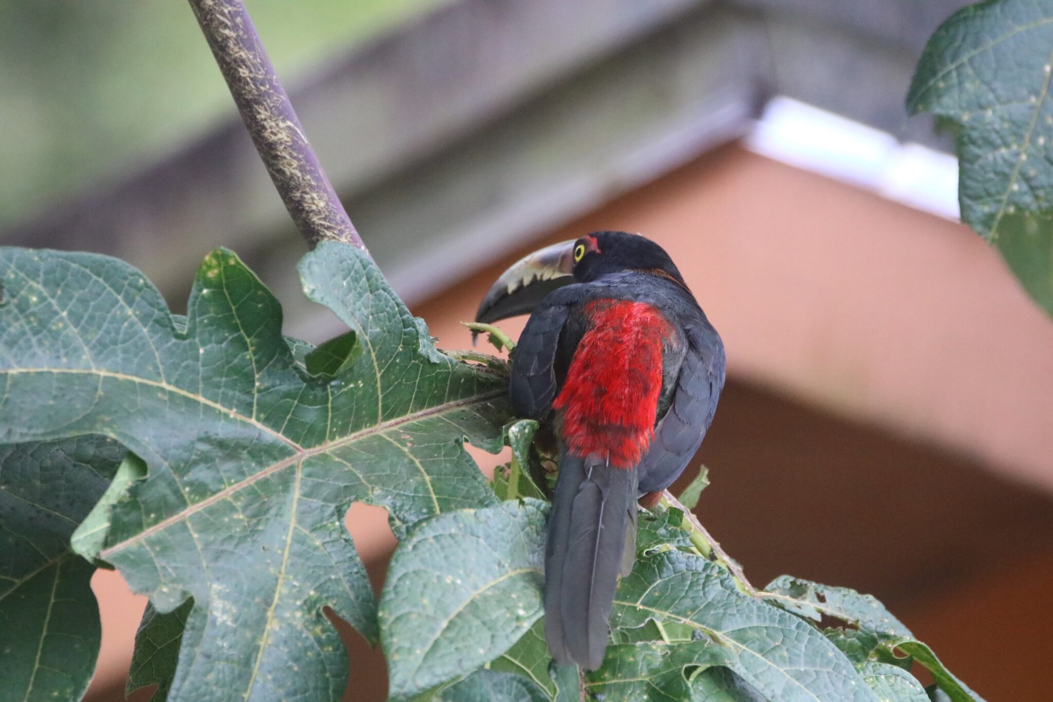 Fiery-billed Aracari perched on leafy branch. | Natural Costa Rica