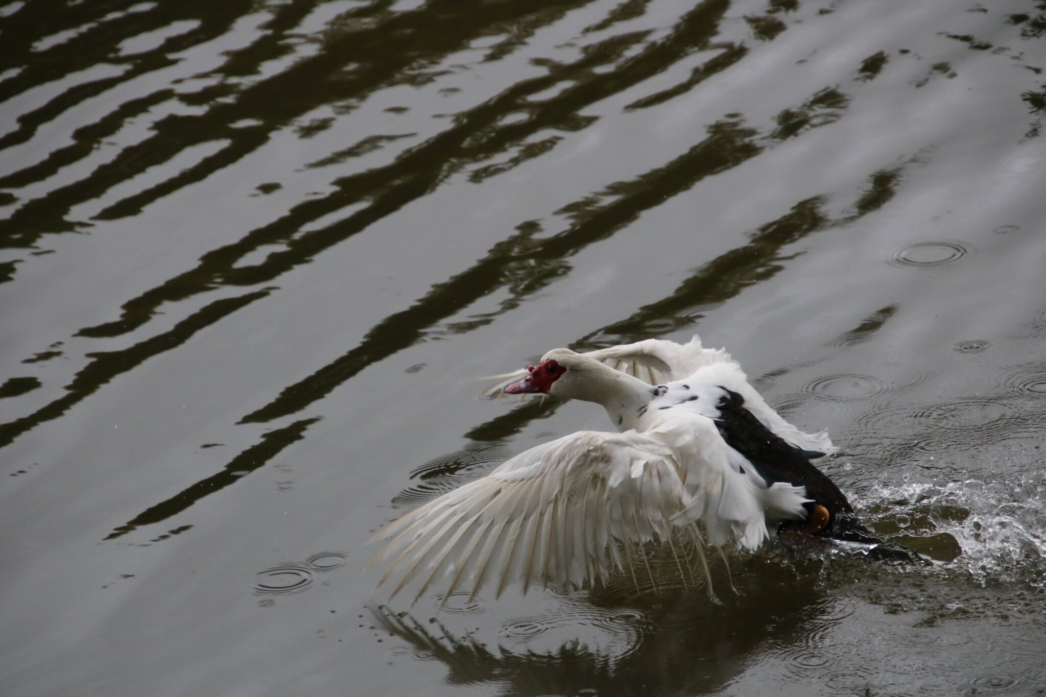 Muscovy Duck Splashing in Water, wings spread wide | Natural Costa Rica