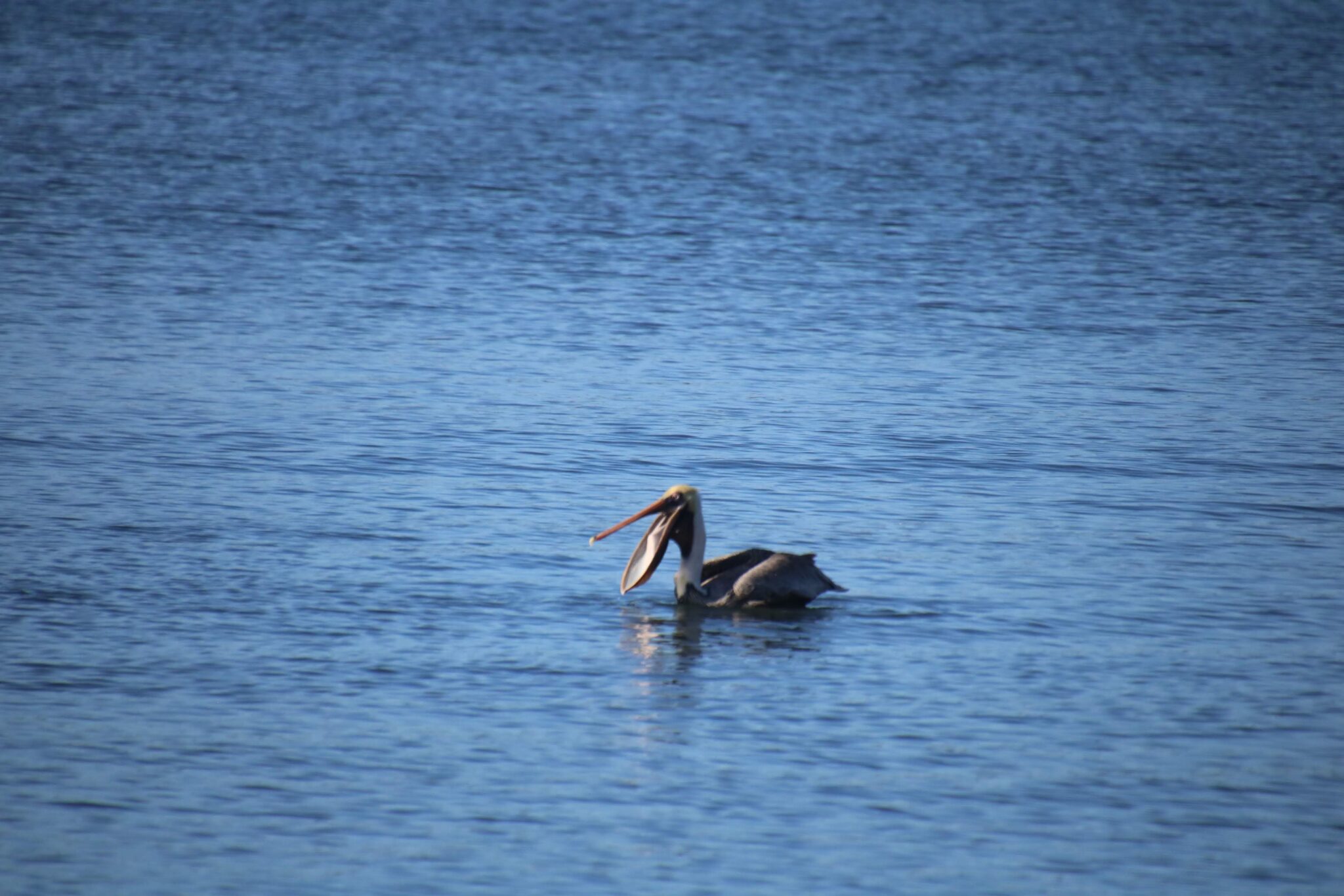 Pelican with Open Beak Swimming in Ocean | Natural Costa Rica
