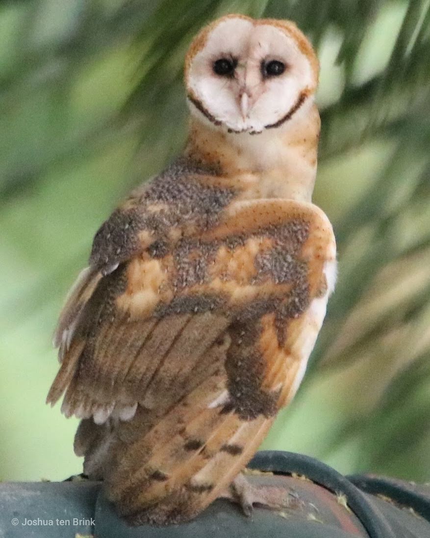 Captivating Barn Owl Portrait: Nature’s Enigmatic Gaze | Natural Costa Rica