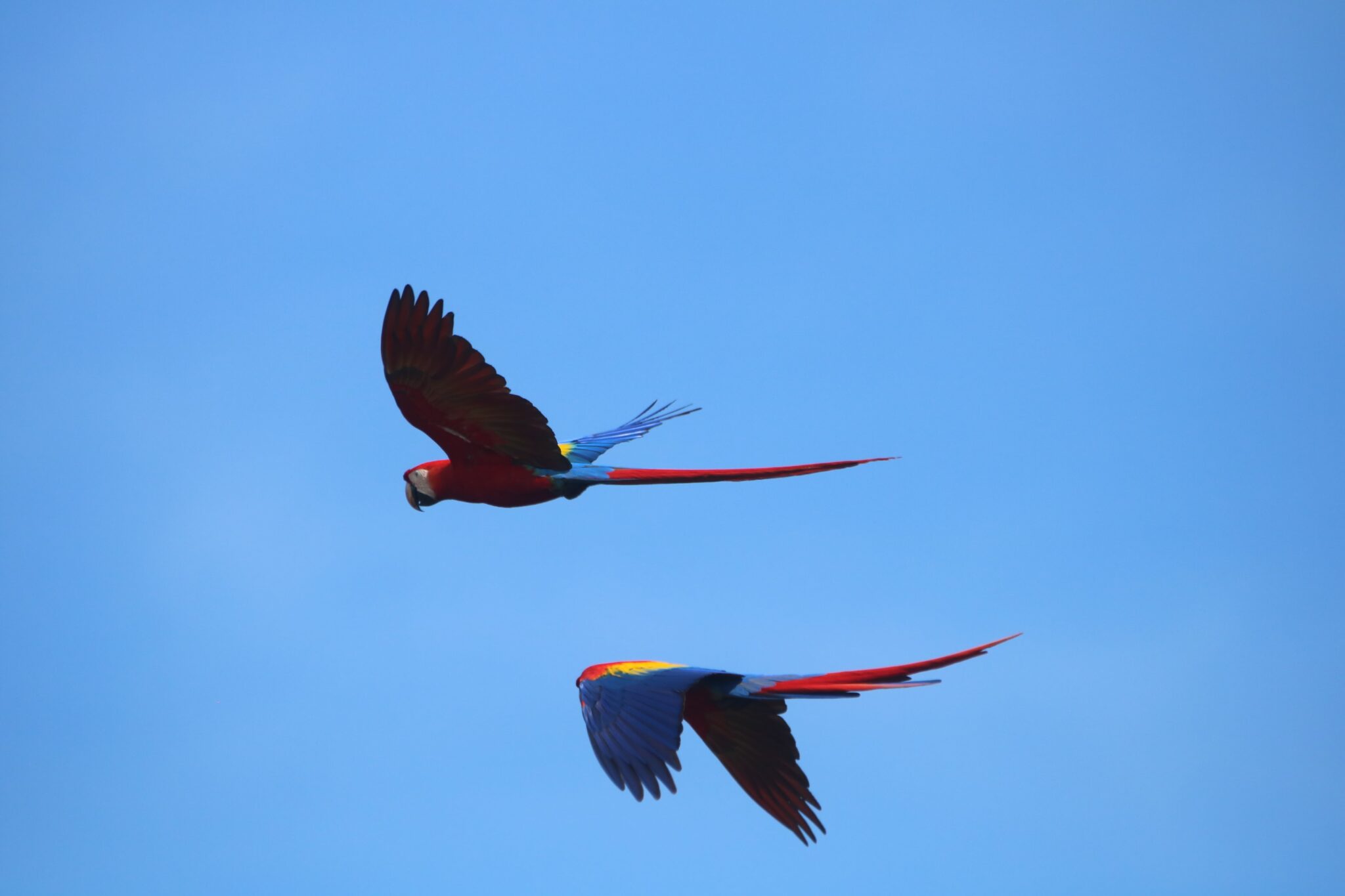 Scarlet Macaws soaring in blue sky, wildlife photography | Natural Costa Rica