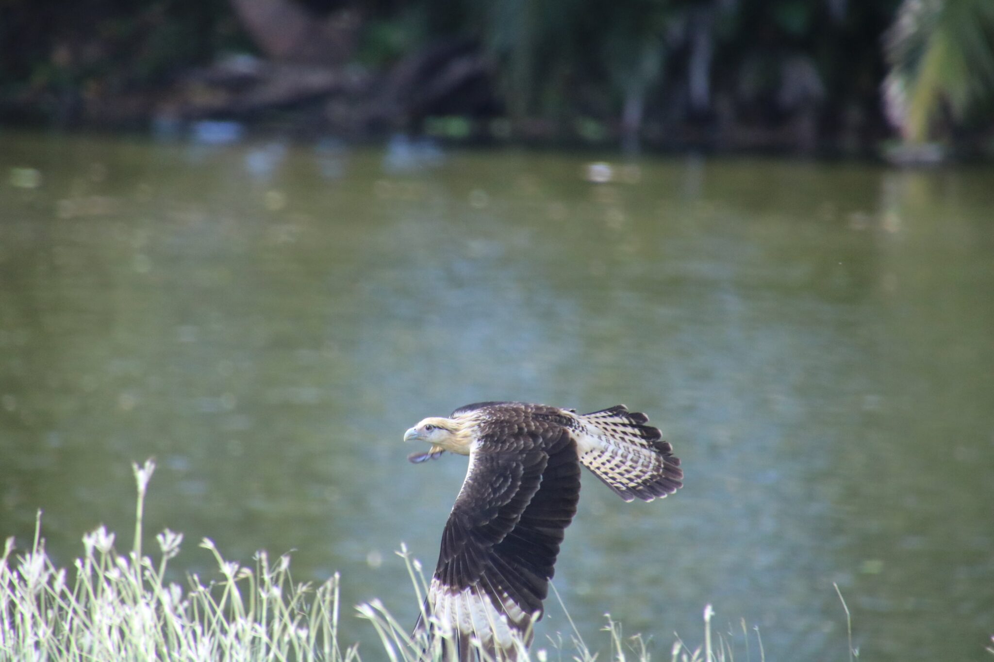 Whistling Kite soaring near a calm lake | Natural Costa Rica
