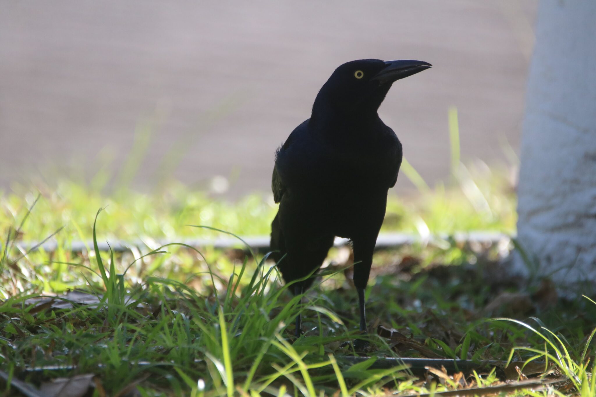 Grackle standing in grass. Close up view. | Natural Costa Rica