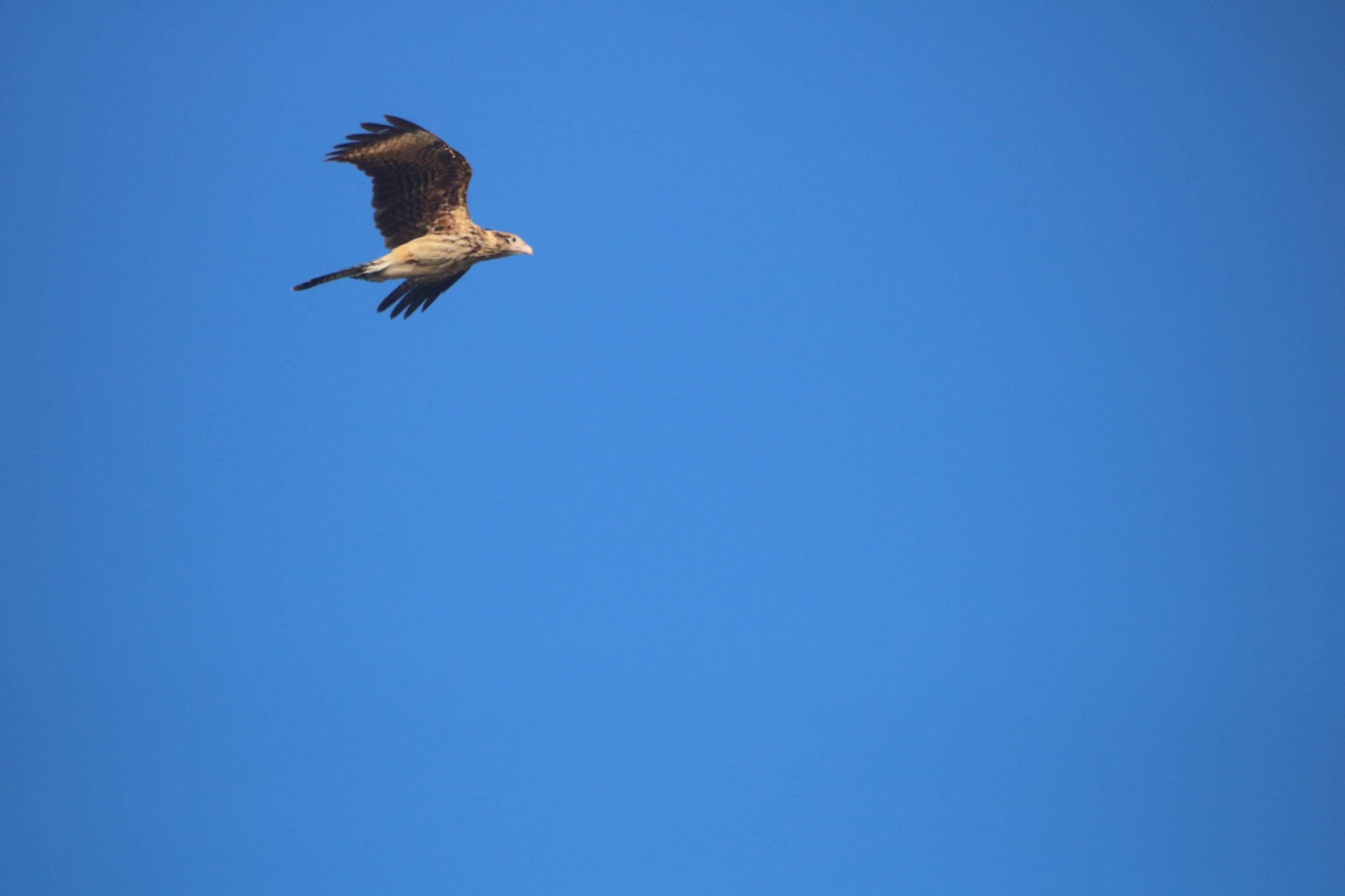 Crested Caracara Soaring in a Cloudless Blue Sky | Natural Costa Rica