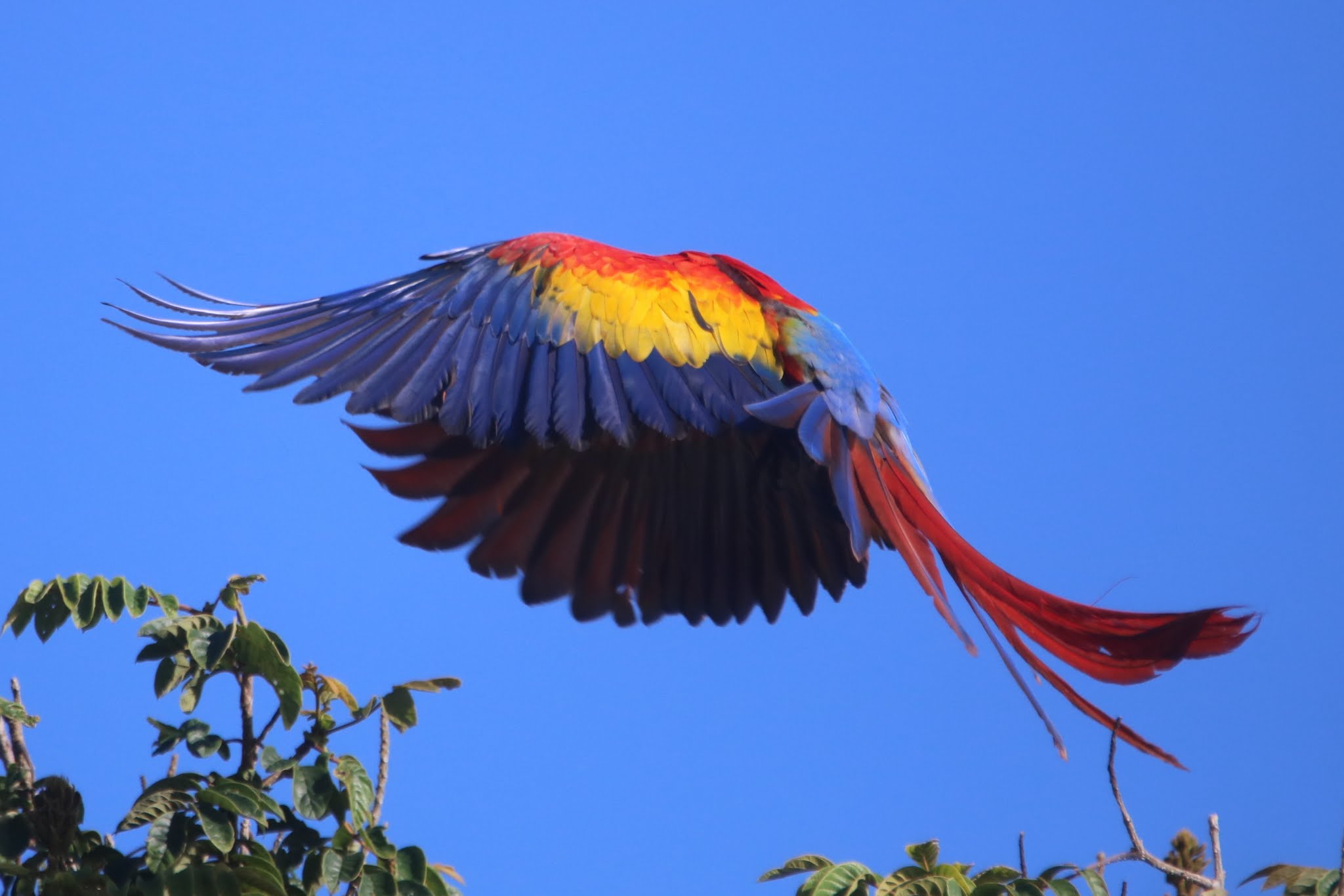 Scarlet Macaw Soaring with Colorful Wings | Natural Costa Rica