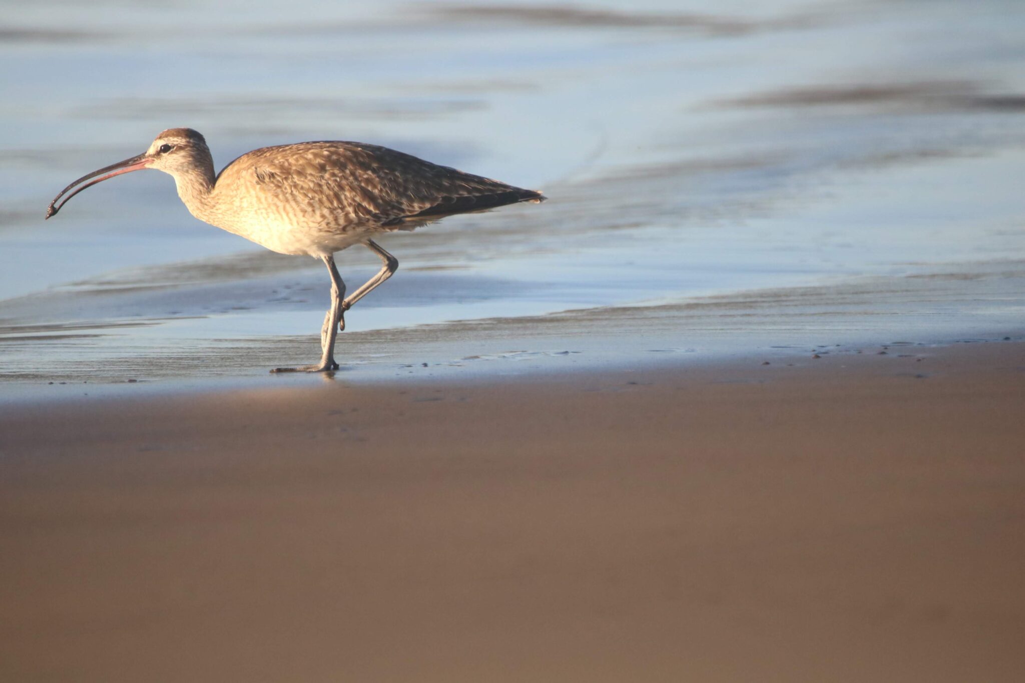 Curlew Foraging on Beach at Low Tide | Natural Costa Rica