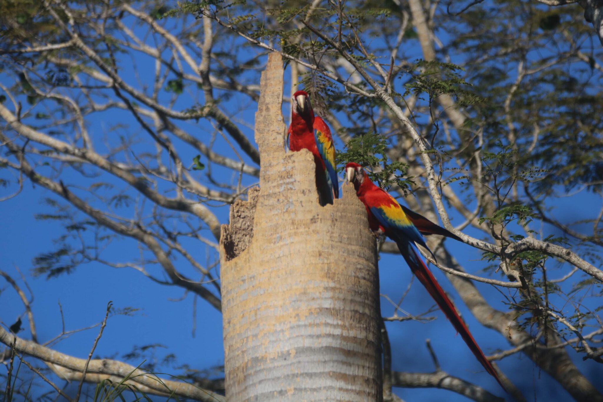 Scarlet Macaws Perched in Tree Hole | Natural Costa Rica