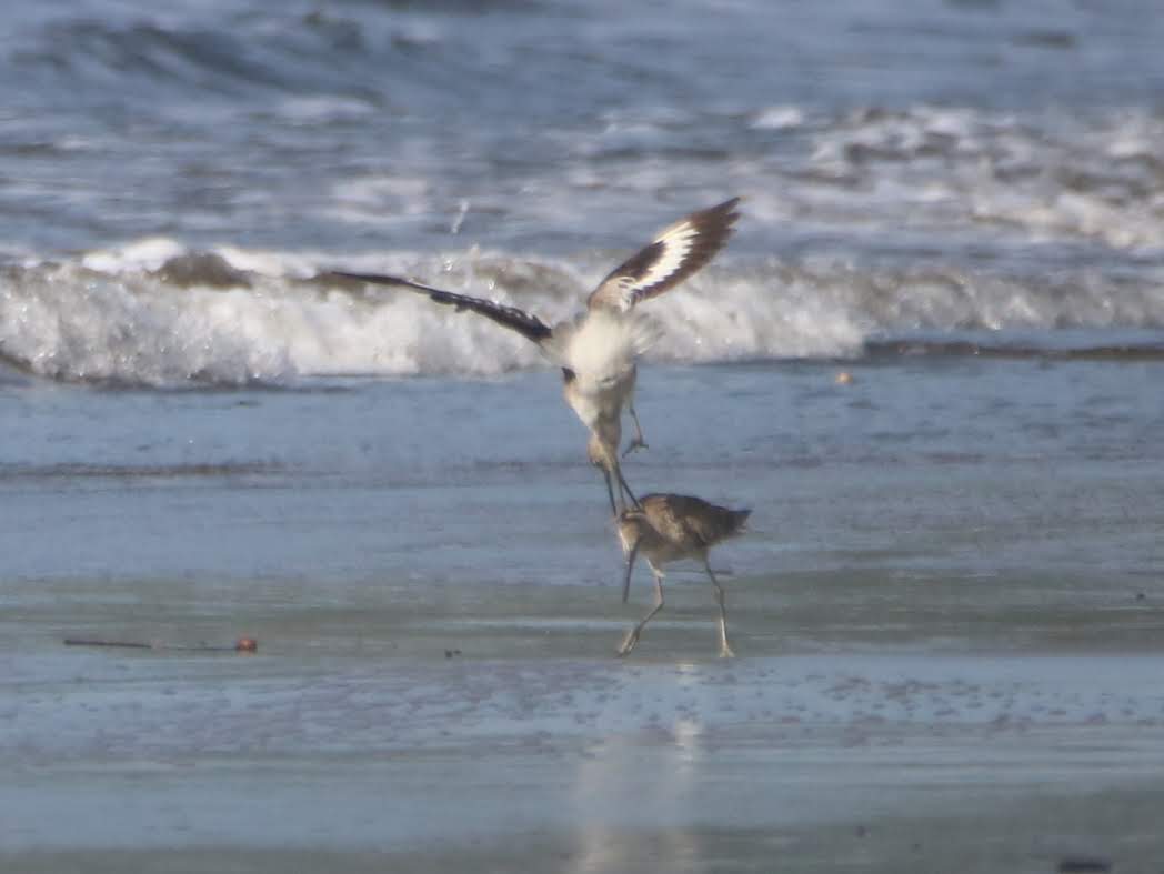 Willet bird conflict on ocean beach water’s edge | Natural Costa Rica