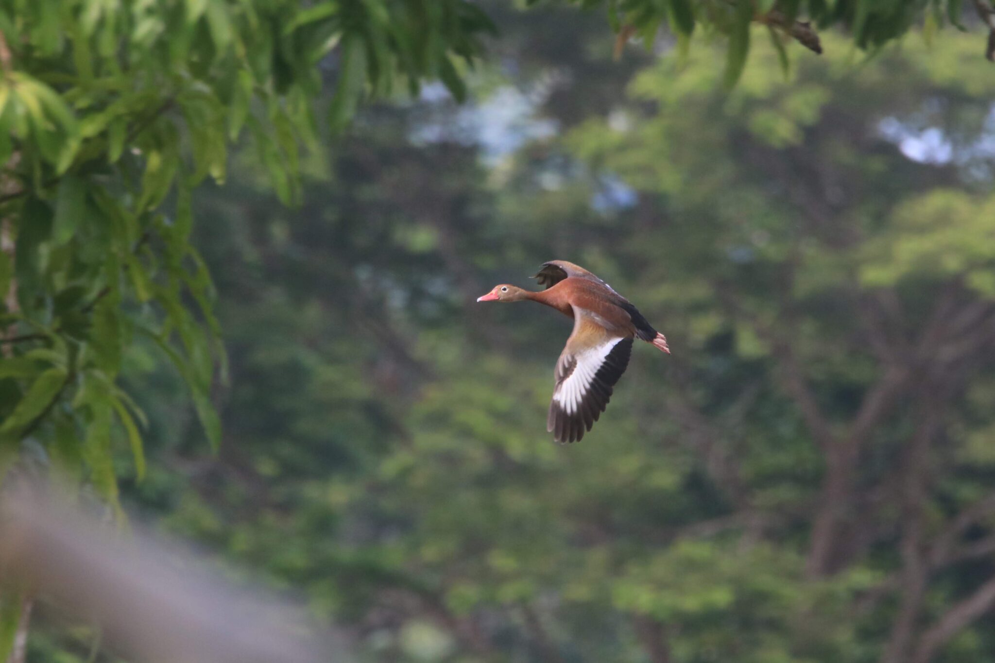 Whistling Duck in Flight | Natural Costa Rica