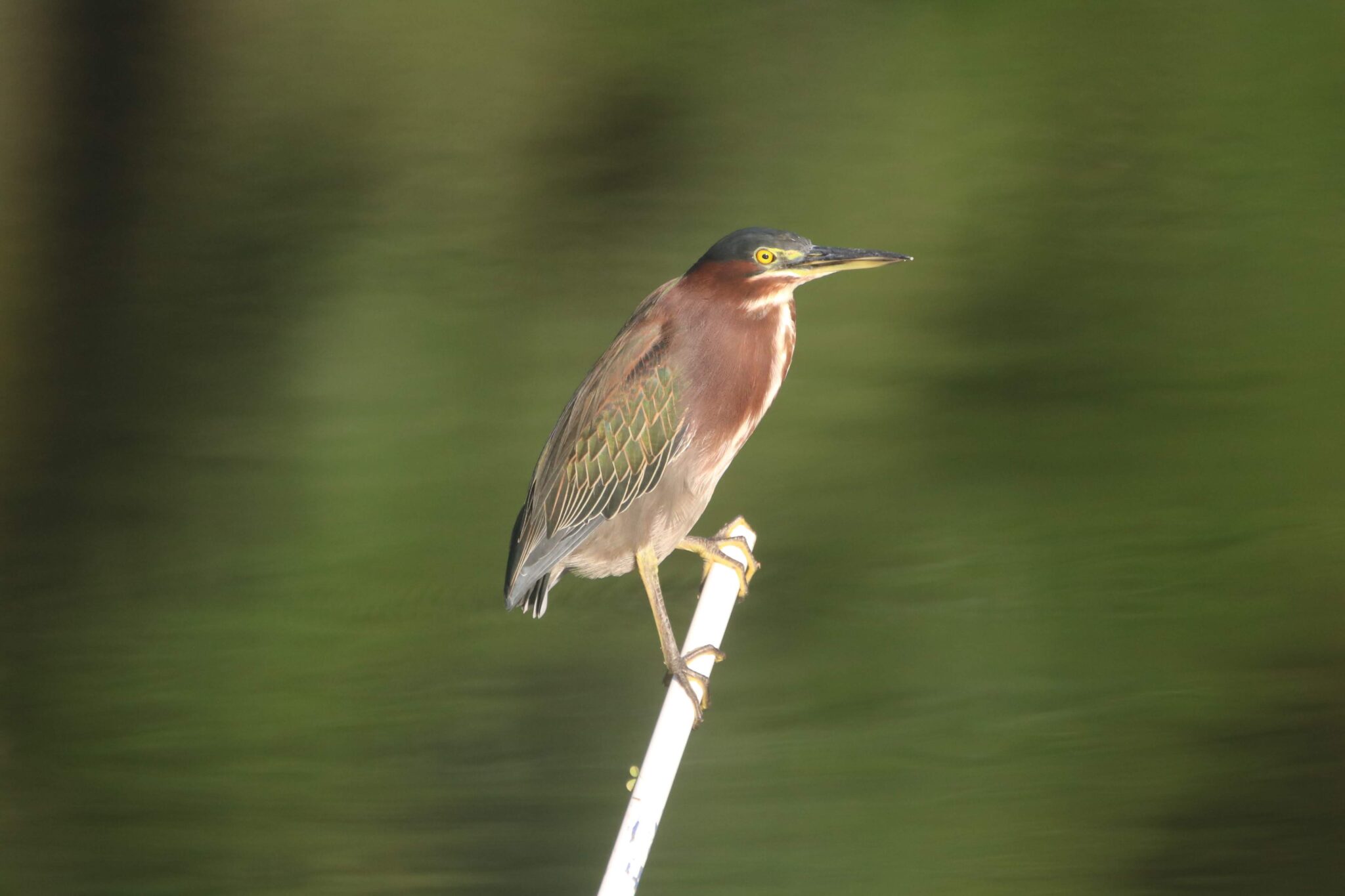 Green Heron Perched, Nature’s Beauty Captured | Natural Costa Rica