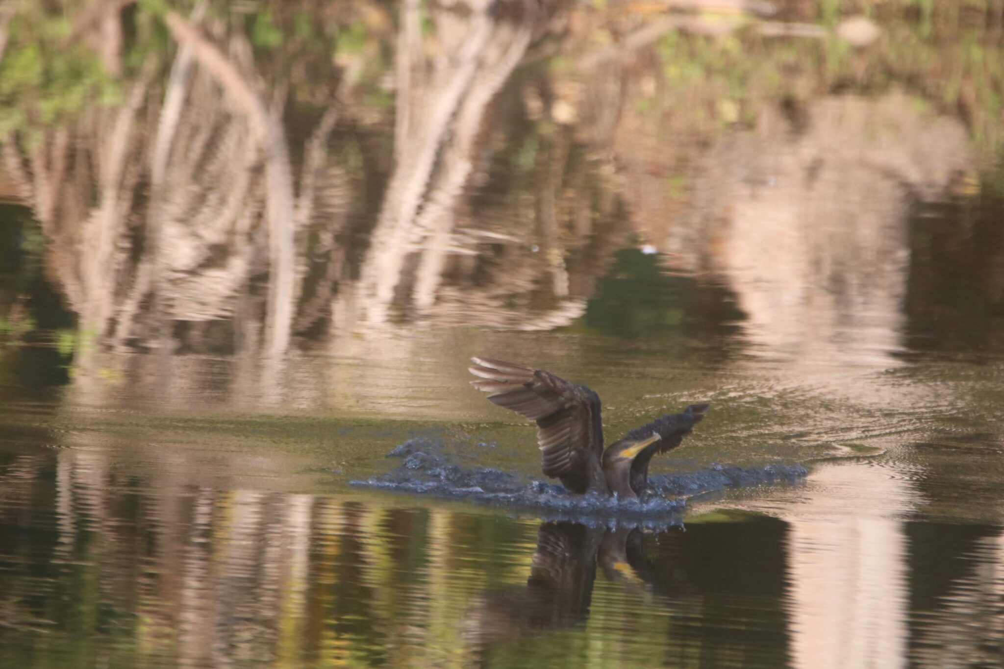 Cormorant Bird Landing in Pond with Reflections | Natural Costa Rica