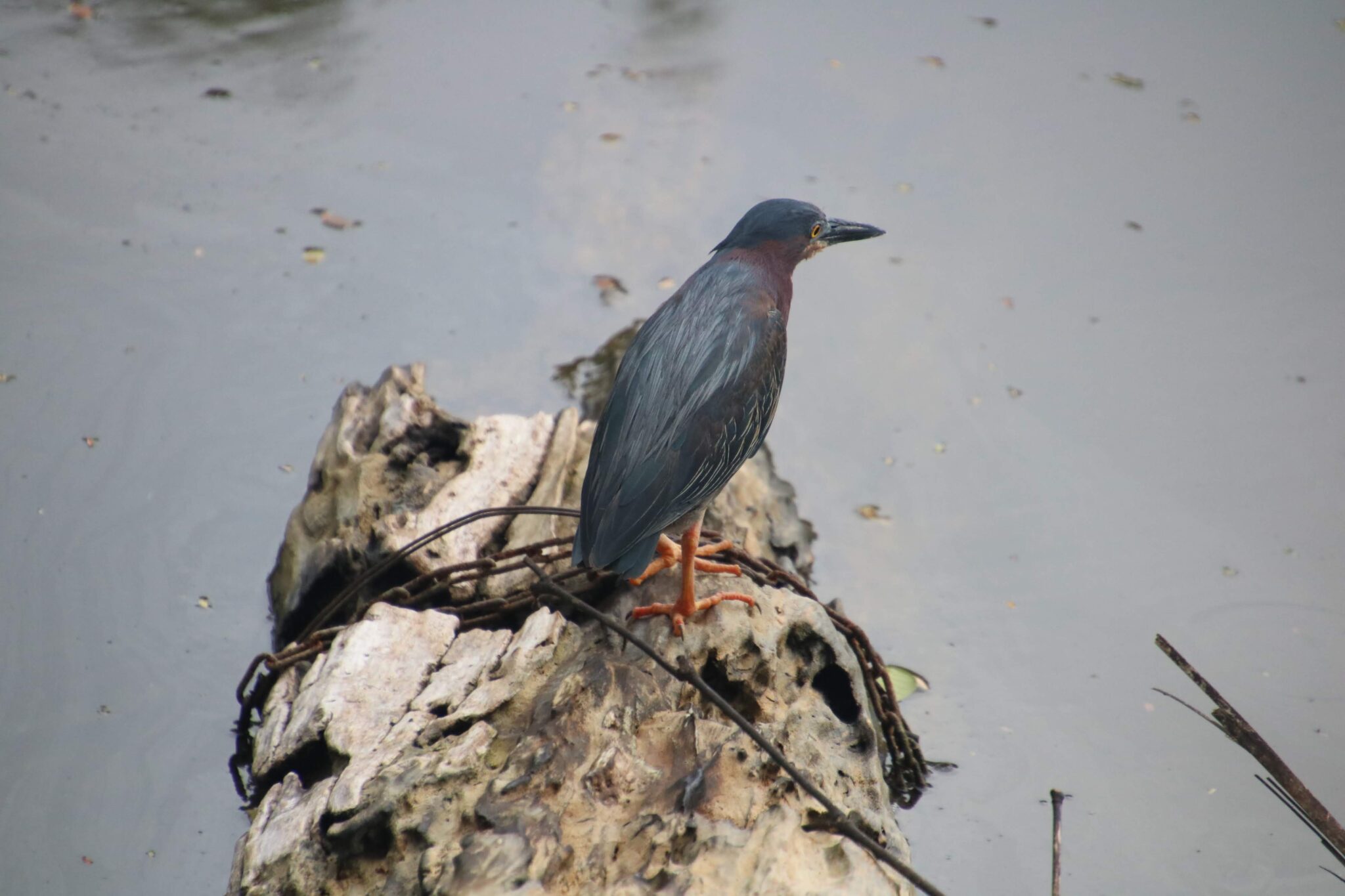 Green Heron perches on log near the water | Natural Costa Rica