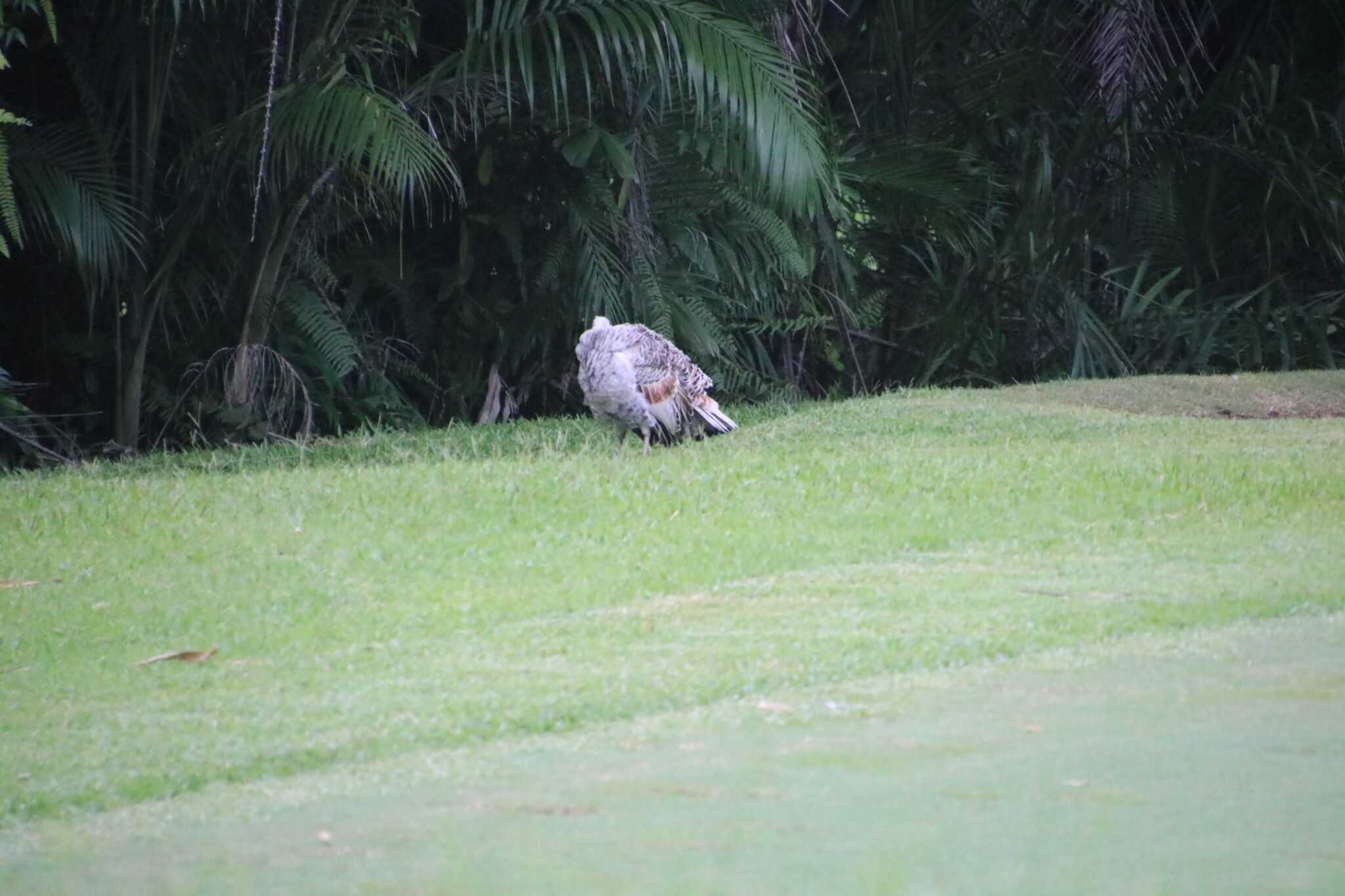 Wild Turkey Grazing in Green Field | Natural Costa Rica