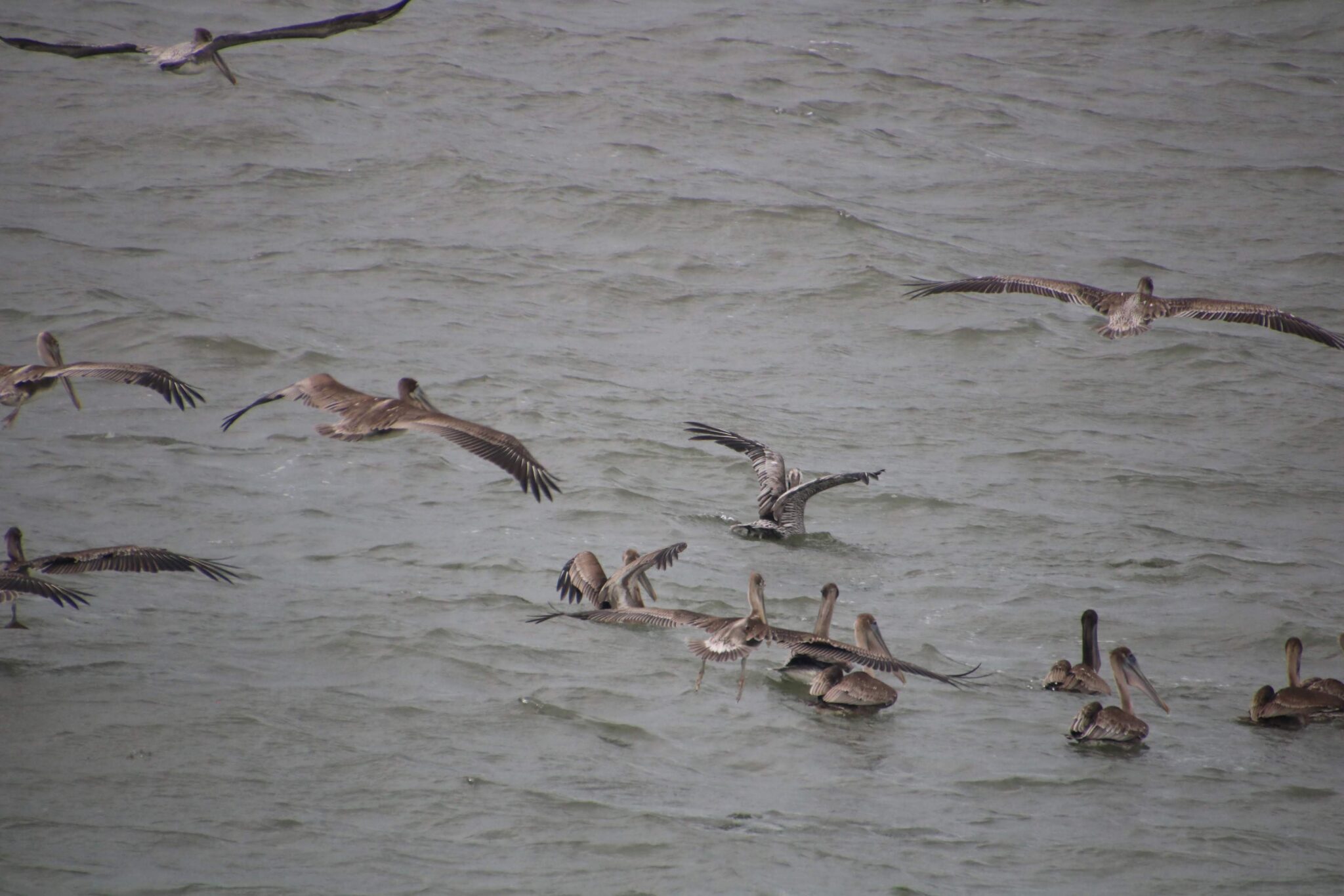 Pelicans Flying and Swimming in Murky Ocean | Natural Costa Rica