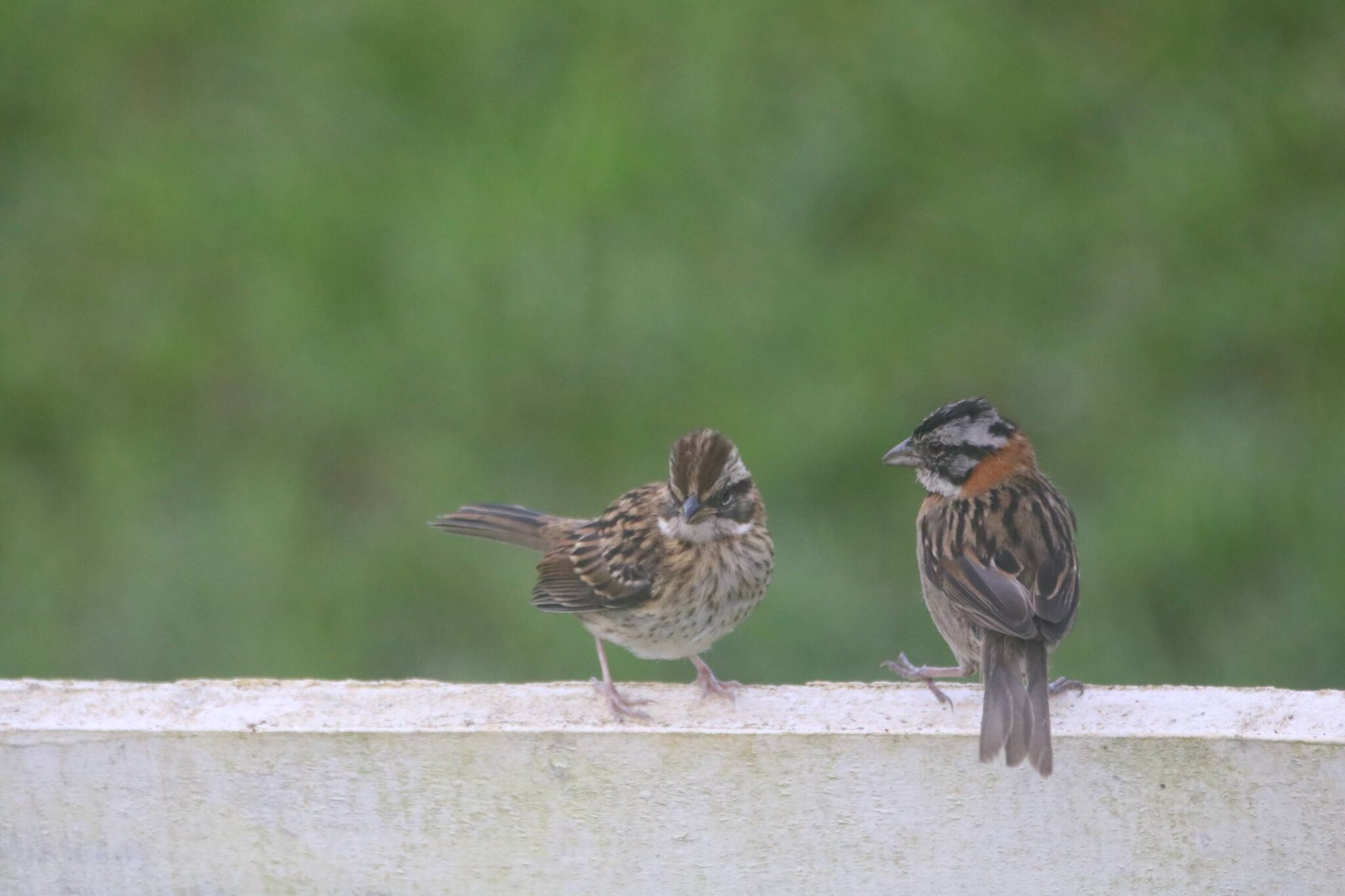 Rufous-collared Sparrows on a Fence | Natural Costa Rica