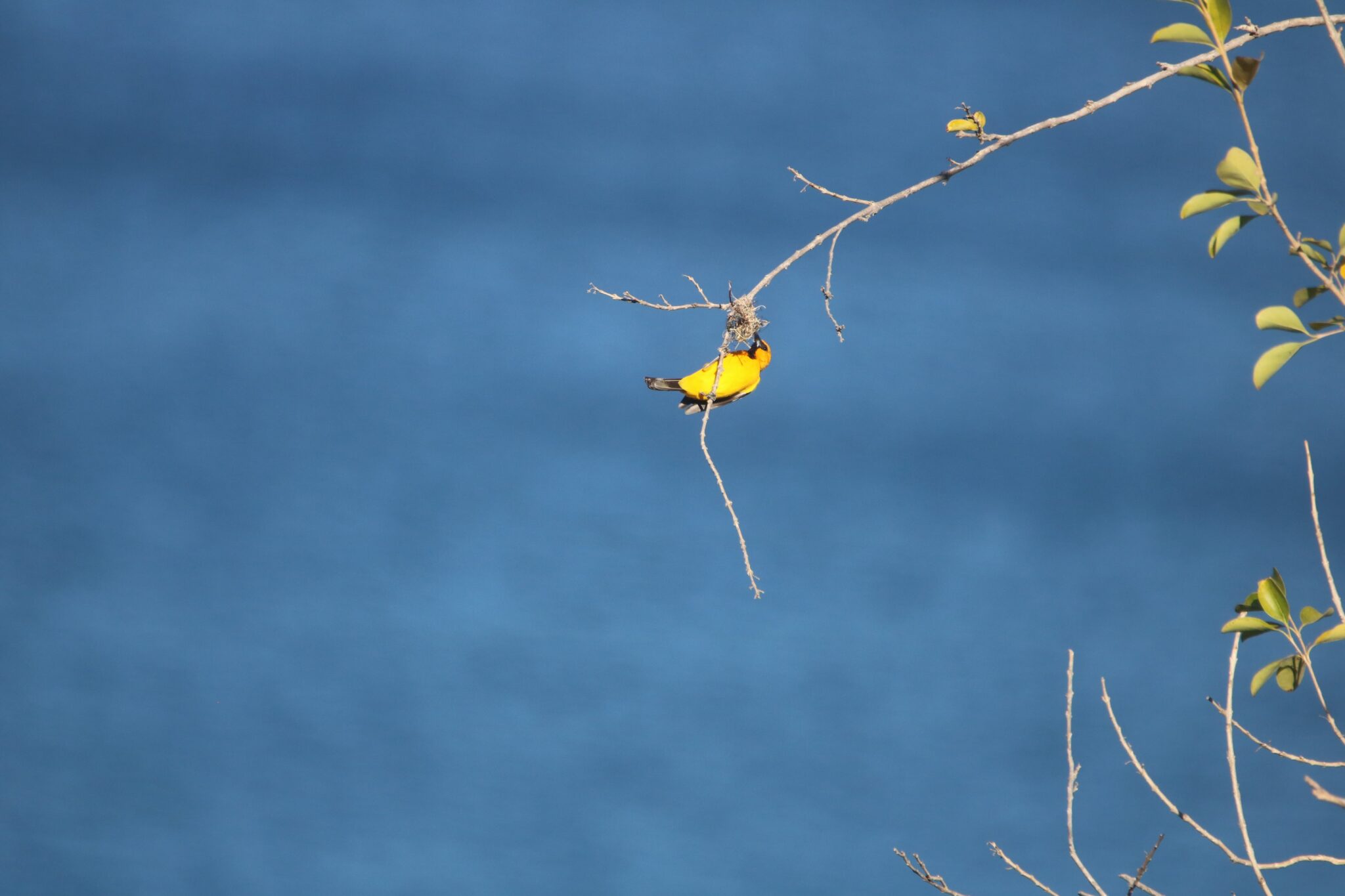 Bright yellow bird perched on a bare branch | Natural Costa Rica