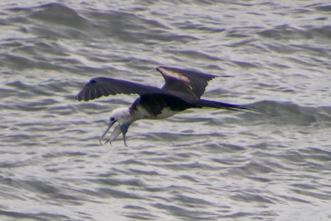 Magnificent Frigatebird Flying Over Ocean With Fish | Natural Costa Rica