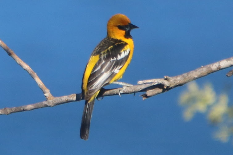 Hooded Oriole perched on a branch, Southwest bird | Natural Costa Rica