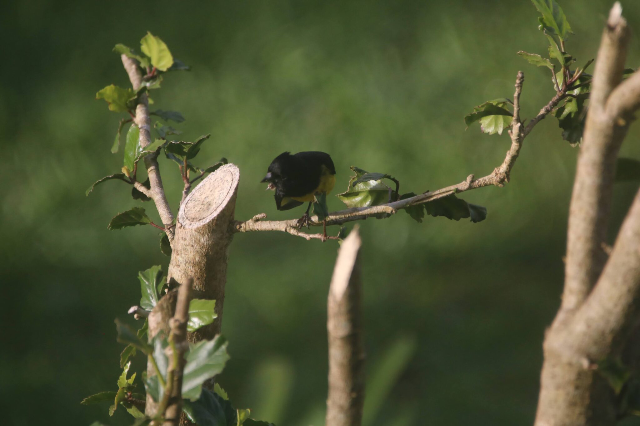 Tiny yellow-rumped warbler perched on a tree branch. | Natural Costa Rica