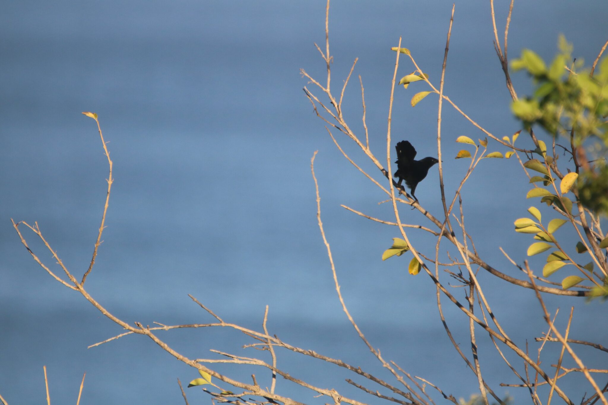 Blackbird on a branch over blue sky | Natural Costa Rica