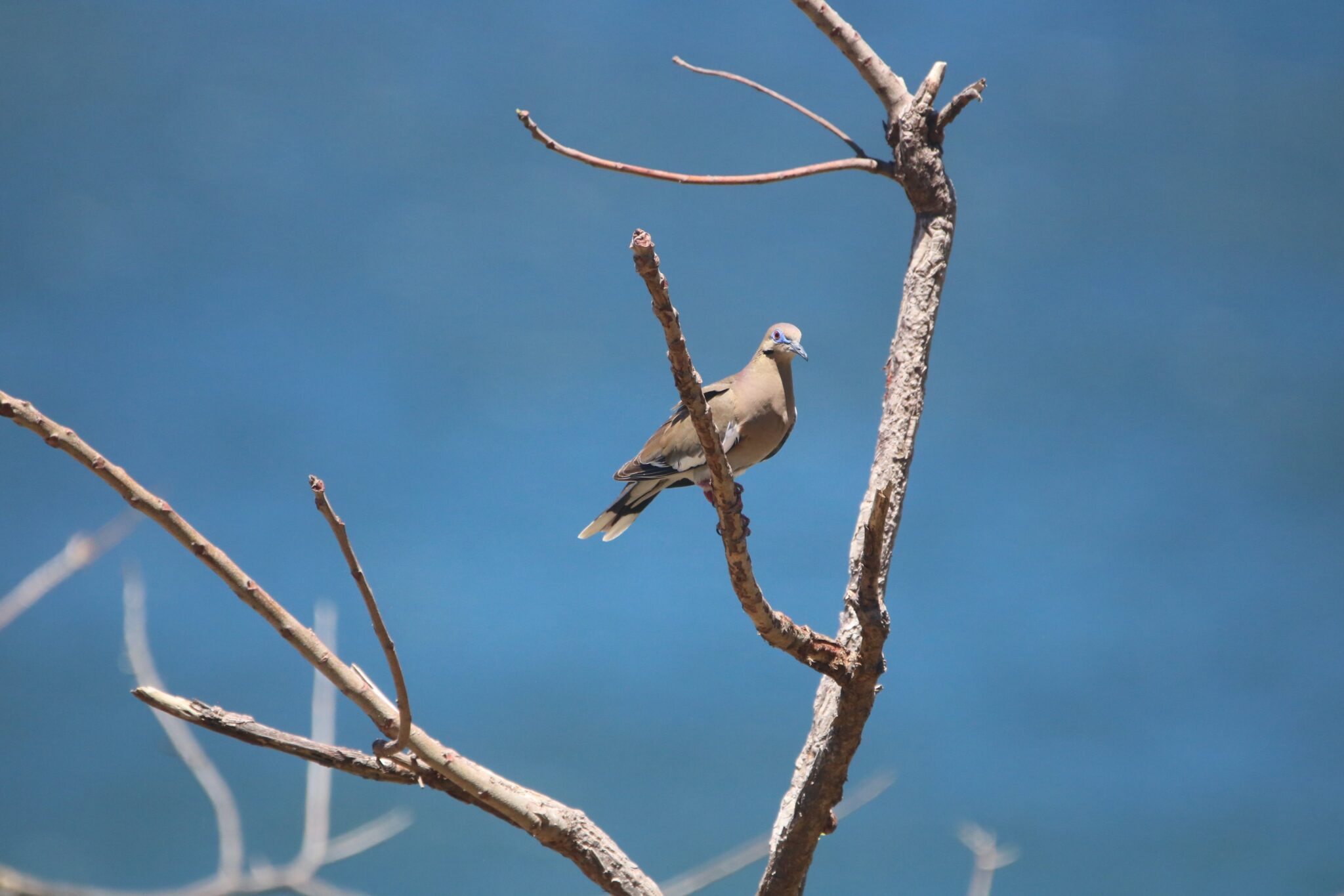 Mourning Dove Perched Peacefully on a Branch | Natural Costa Rica