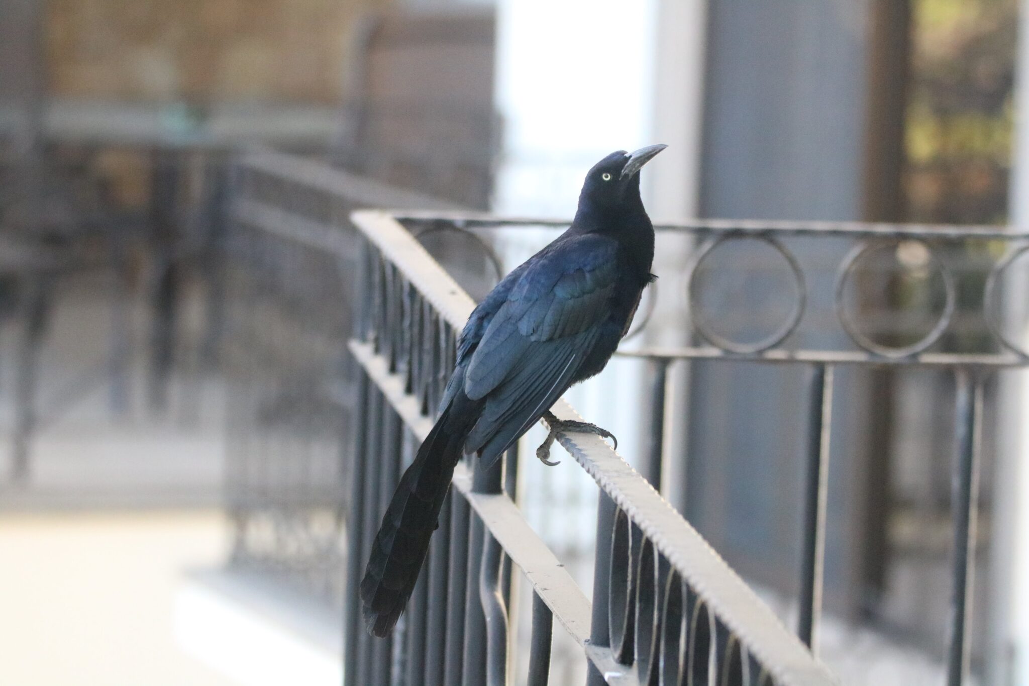 Great-tailed Grackle on Metal Railing, Sunny Day | Natural Costa Rica