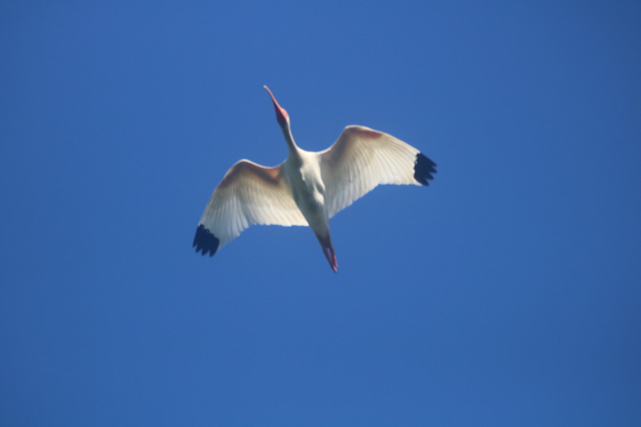 American White Ibis soaring through a clear, blue sky | Natural Costa Rica