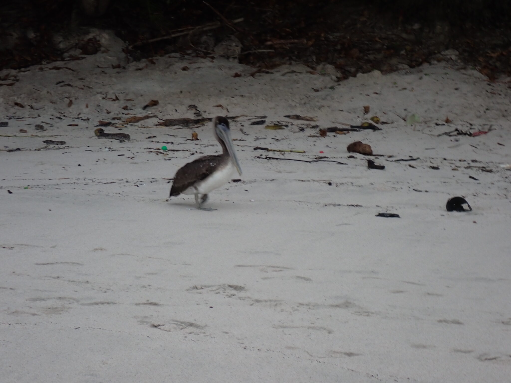 Pelican strolling on a littered beach. | Natural Costa Rica
