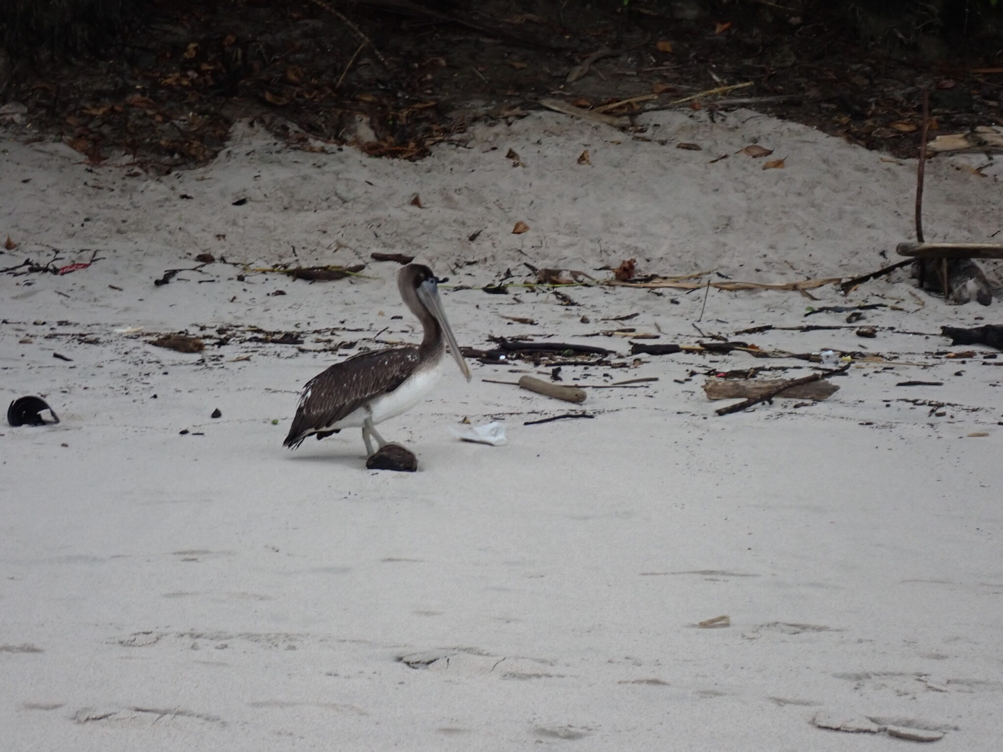 Pelican Posing on a Beach | Natural Costa Rica