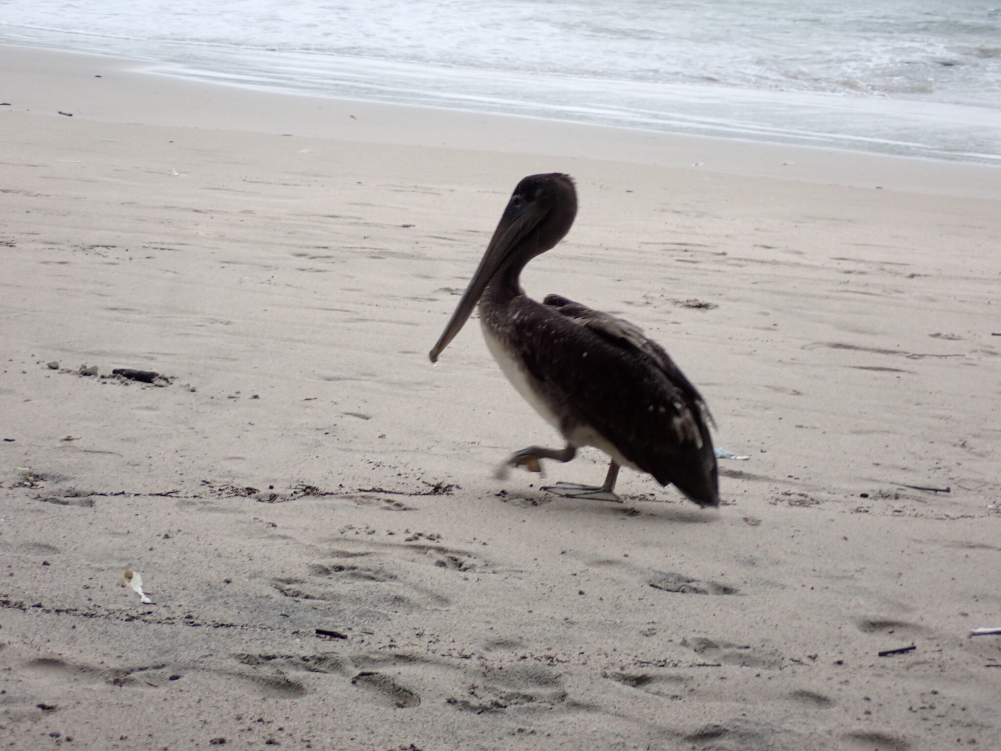 Pelican walking on the beach near the ocean | Natural Costa Rica