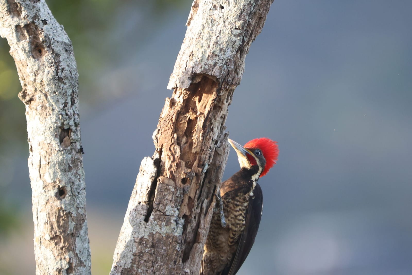 Woodpeckers of Costa Rica | Natural Costa Rica in Costa Rica