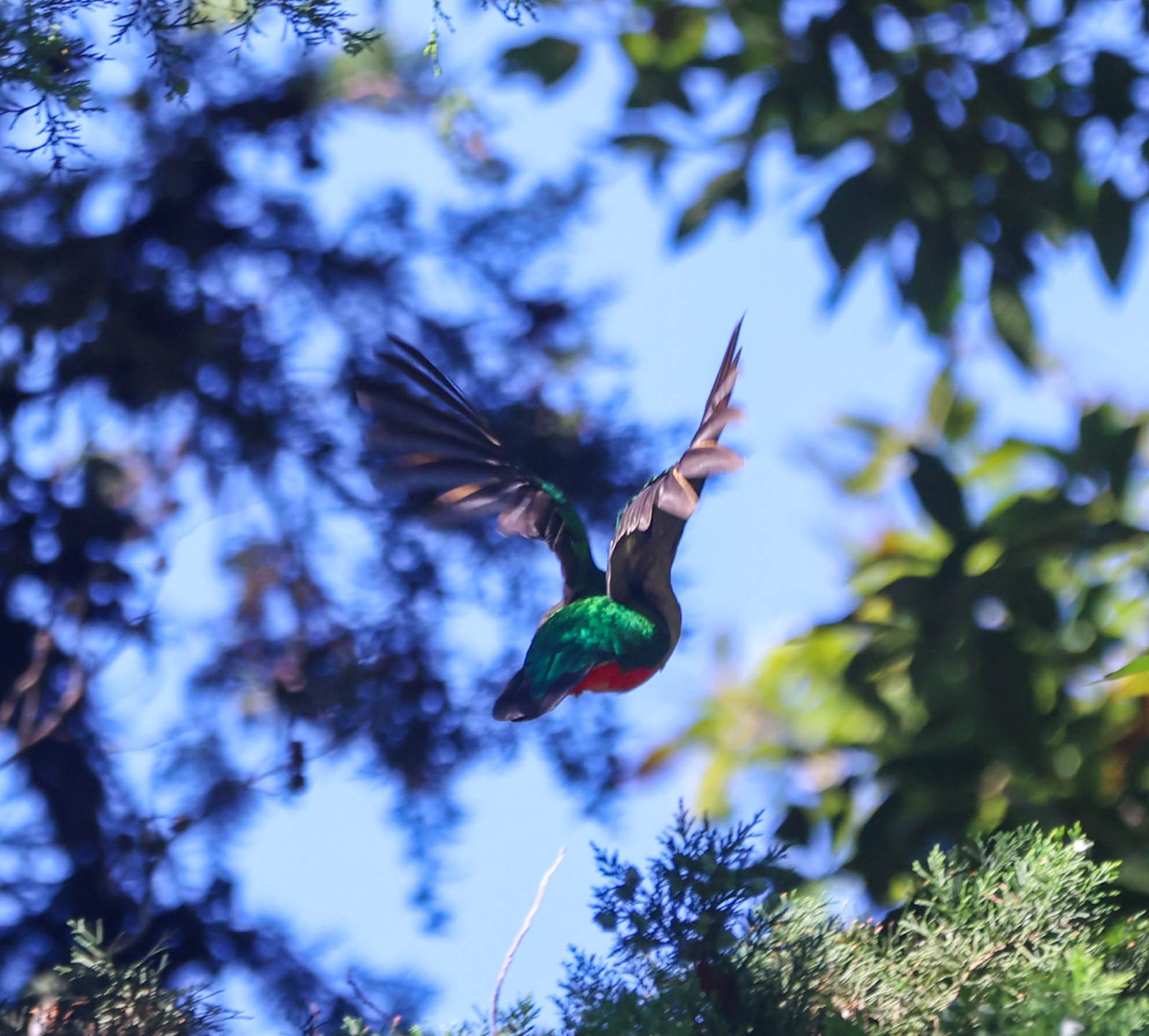 Trogons & Quetzals of Costa Rica | Natural Costa Rica in Costa Rica