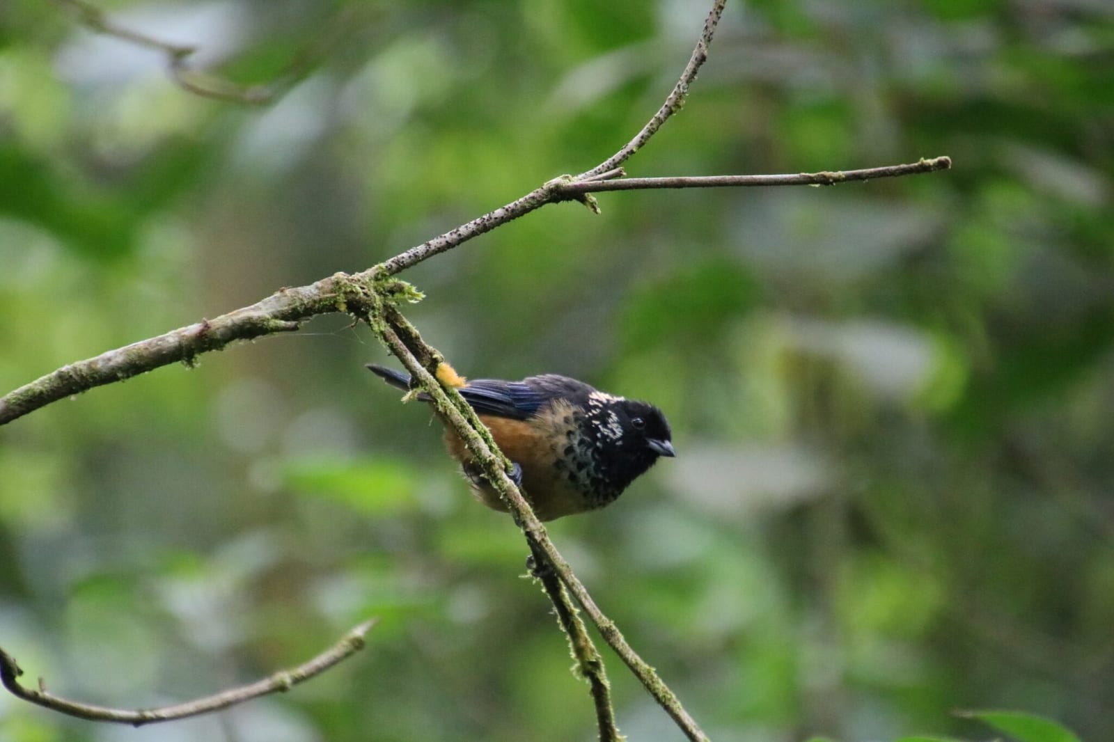 Tanagers of Costa Rica in Costa Rica