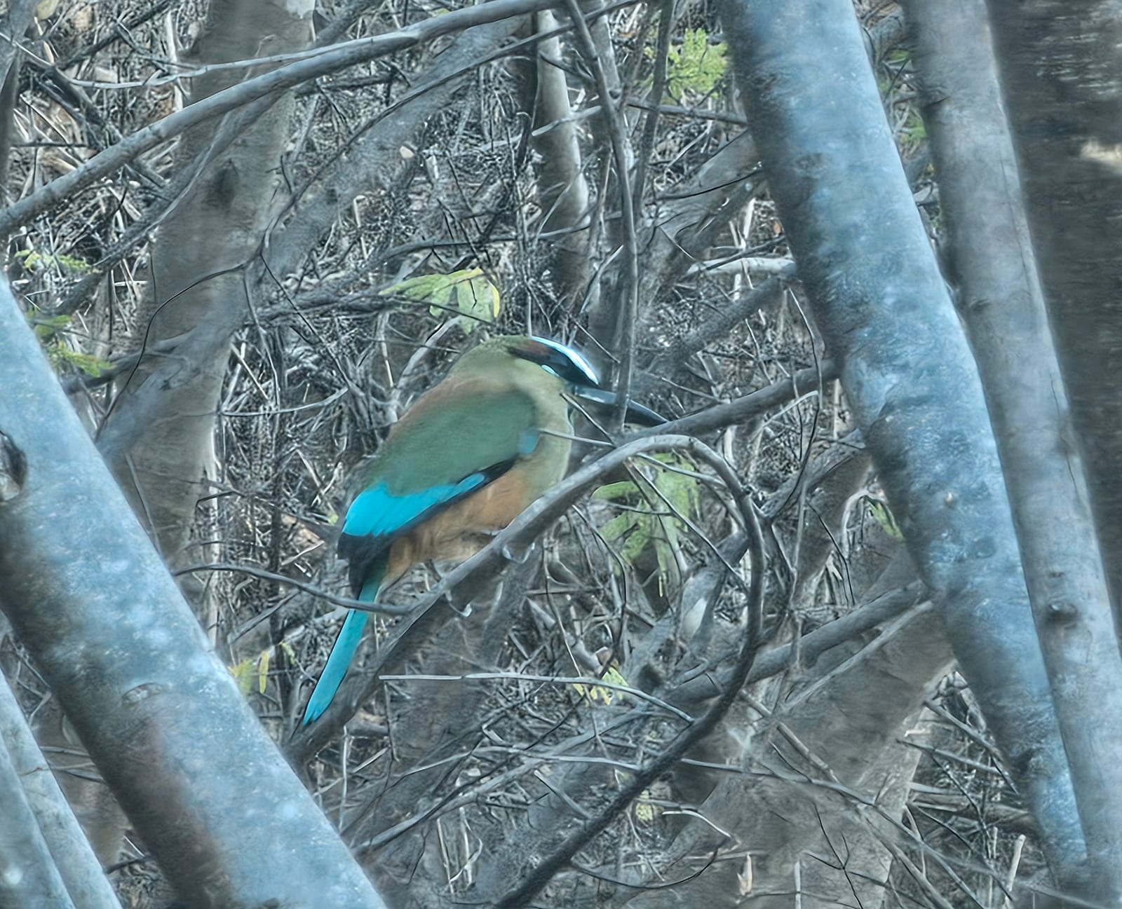 Motmots of Costa Rica in Costa Rica