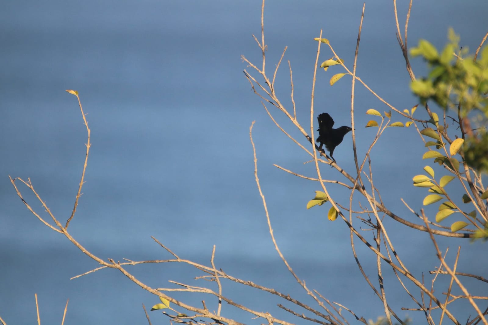 Tanagers of Costa Rica in Costa Rica