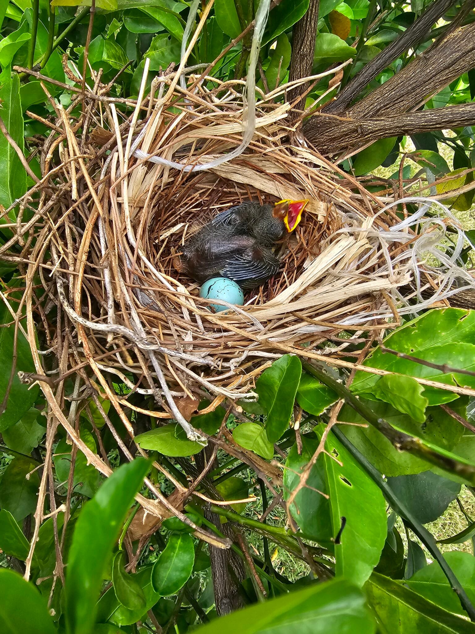 Warblers of Costa Rica | Natural Costa Rica in Costa Rica